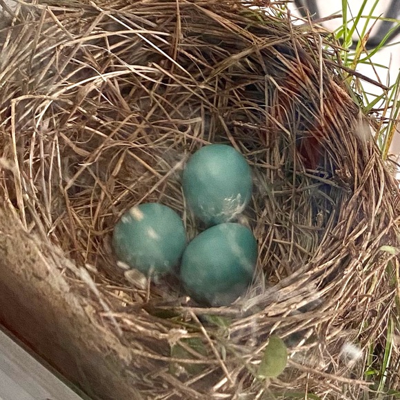 Meet your Posher, Corrie - Picture 1 of 1